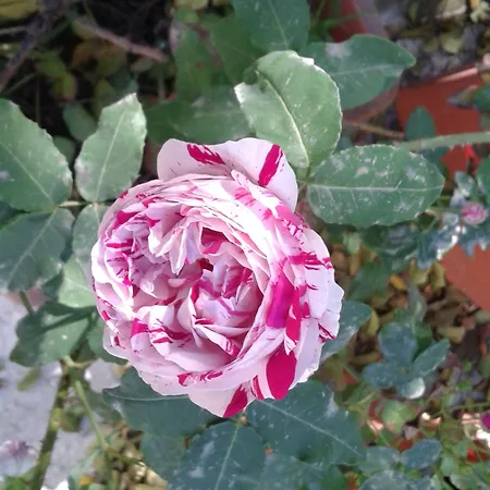 Alojamento de Acomodação e Pequeno-almoço Dei Buoni E Cattivi